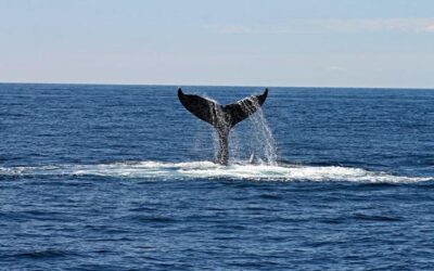 Fisherman land $1.5 million worth of whale vomit 