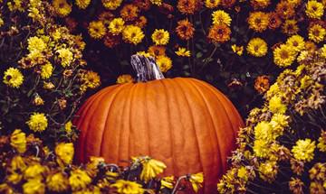 DIY Fall Home Décor Flower Pumpkins